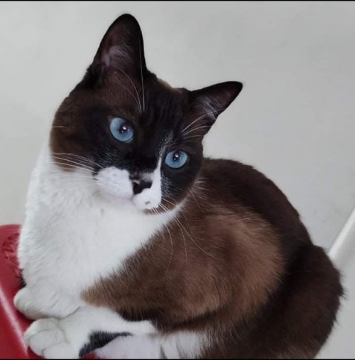 Cloe