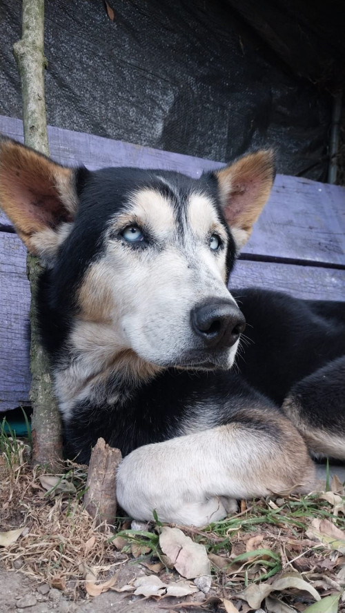 Lobito