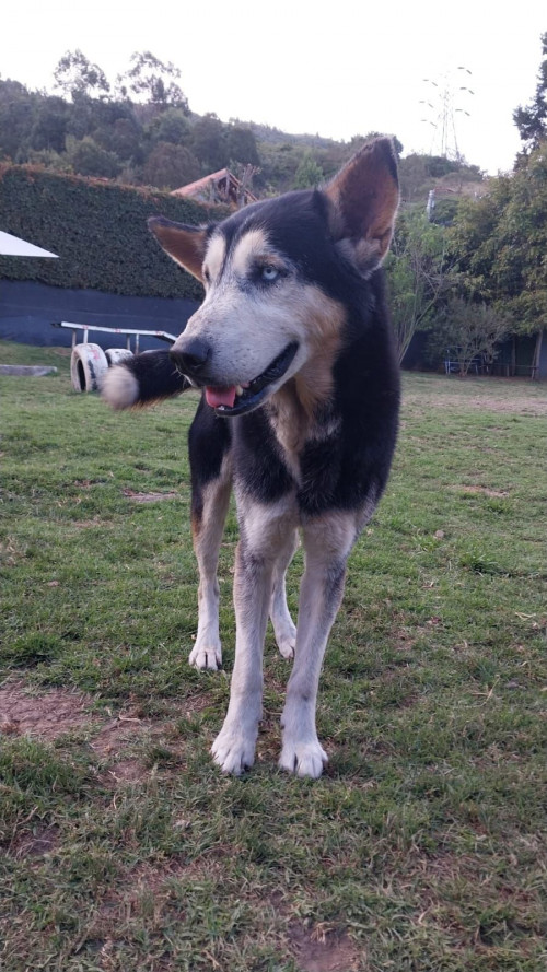 Lobito