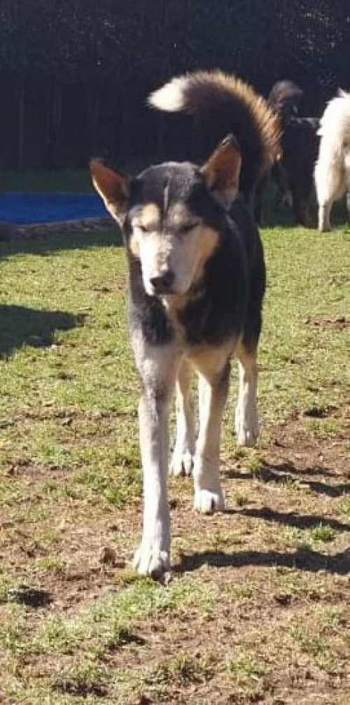 Lobito