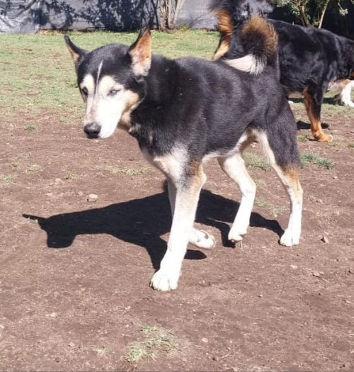 Lobito
