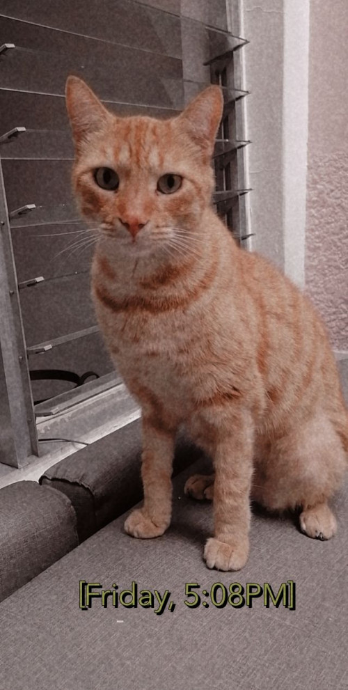 Simon
