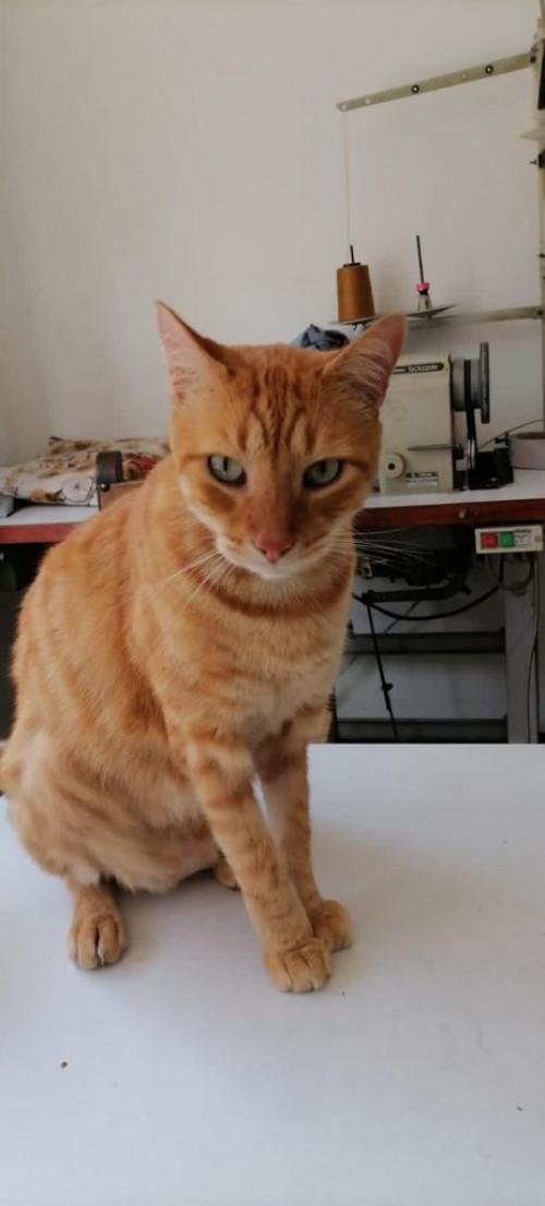 Simon