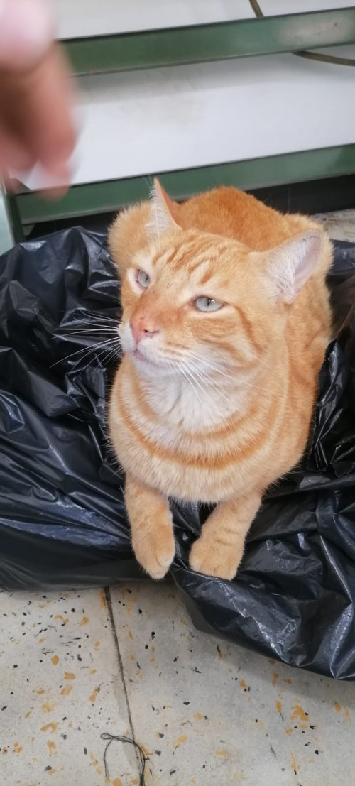 Simon