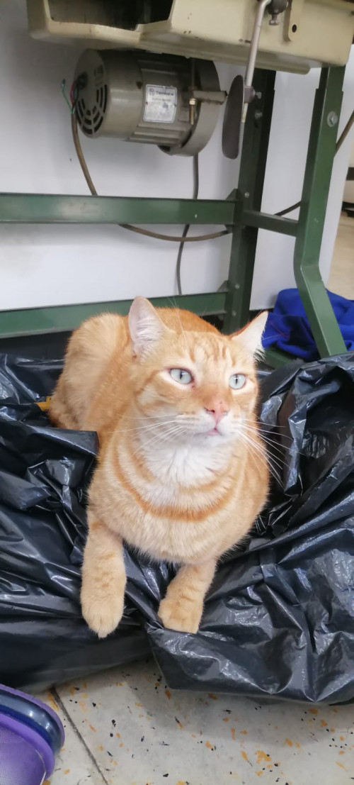 Simon