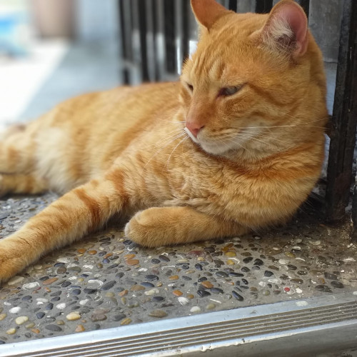 Simon