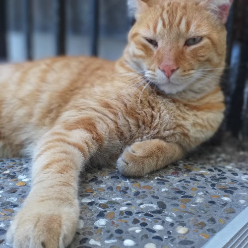 Simon
