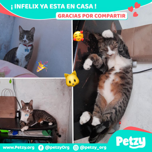 Foto de mascota Infelix