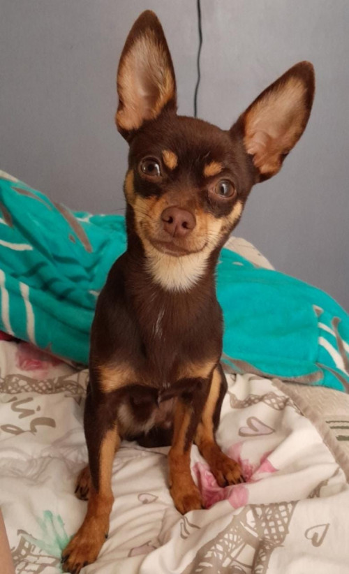 Canelo