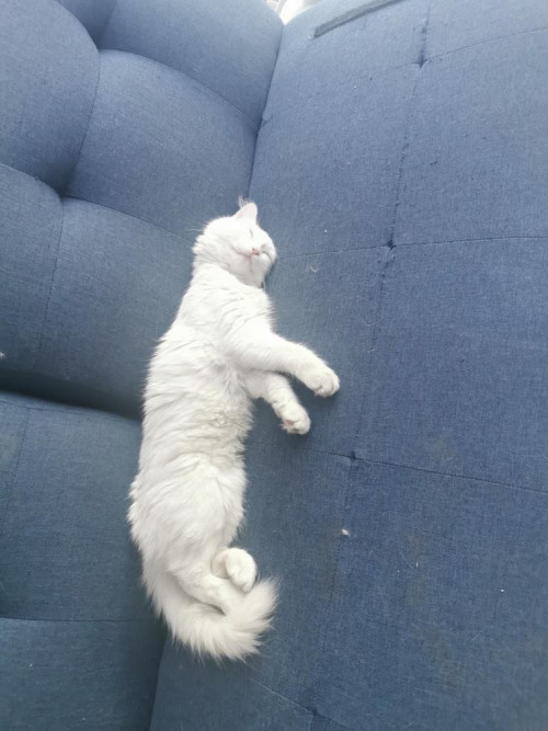 Mika