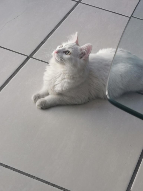 Mika