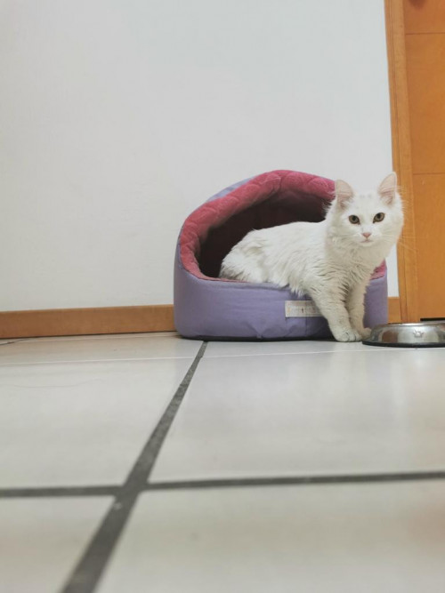 Mika