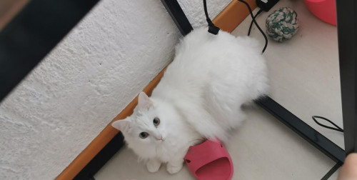 Mika