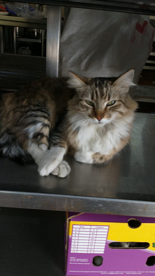 Carmela