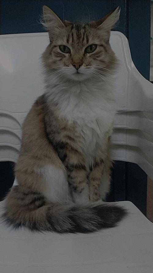 Carmela