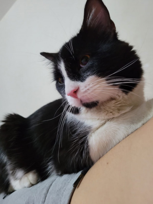 Kenyi