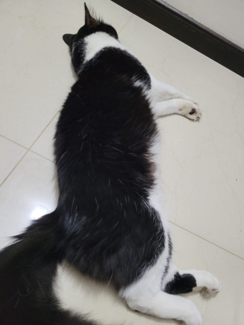 Kenyi