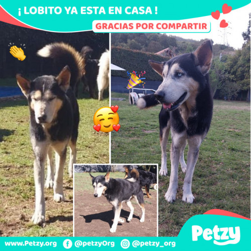 Foto de mascota Lobito