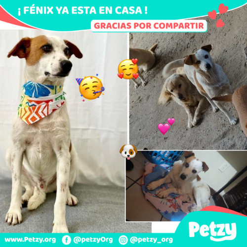 Foto de mascota Fénix