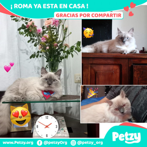 Foto de mascota Roma