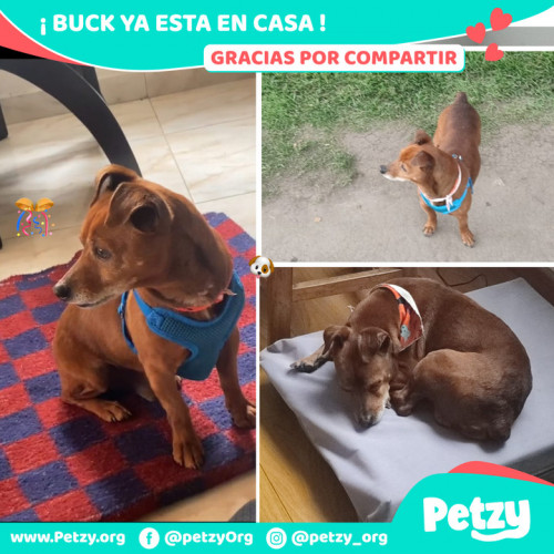 Foto de mascota Buck