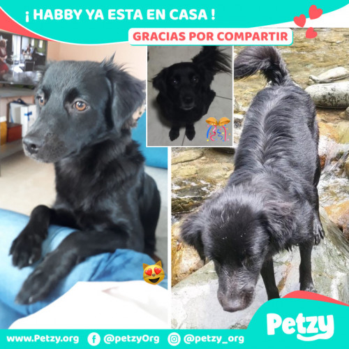 Foto de mascota Habby