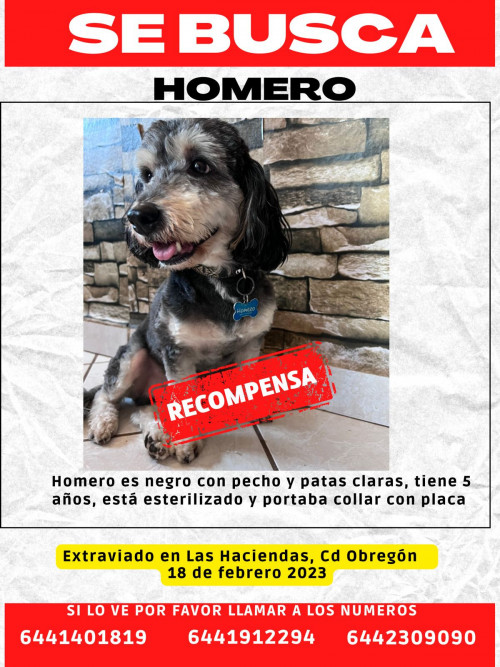 Homero