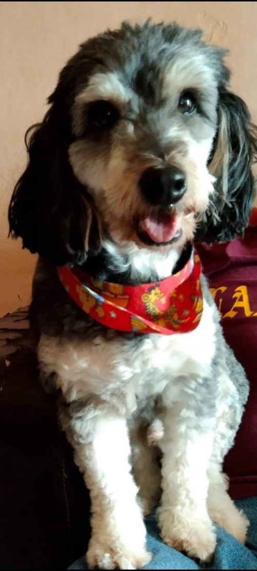 Homero