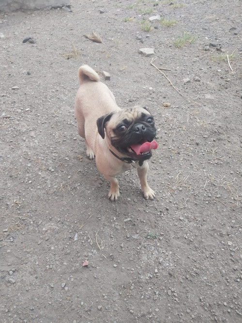 Coco
