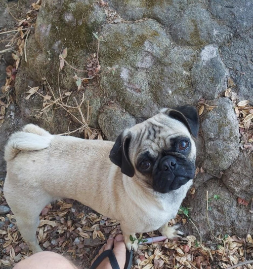 Coco