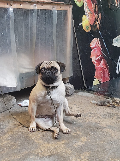 Coco