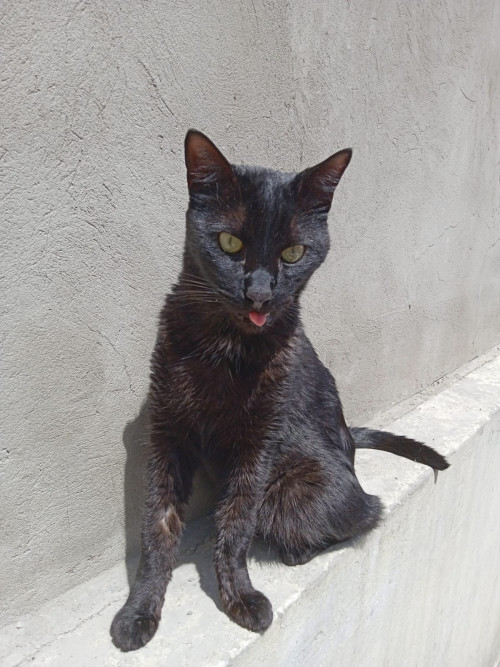 Loqui