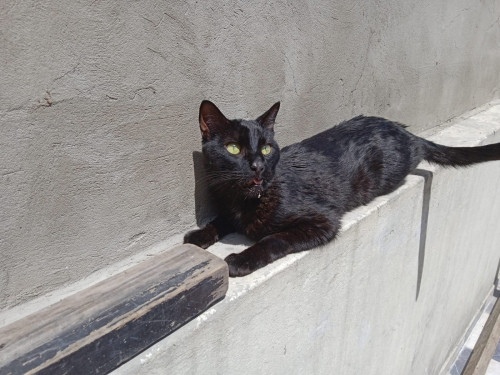 Loqui