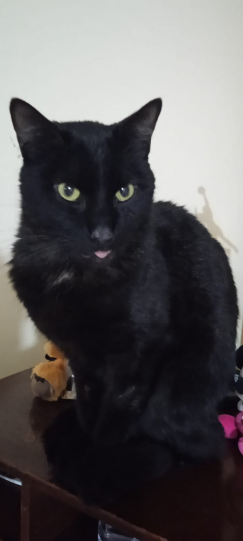 Loqui