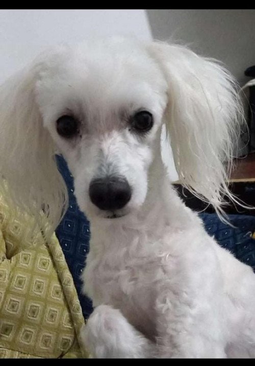 Muñeca