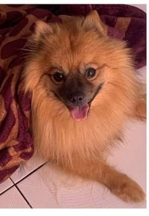 Lobito