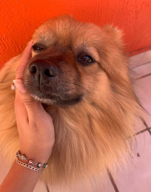 Lobito