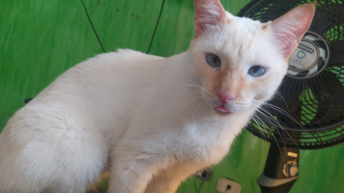 Copito