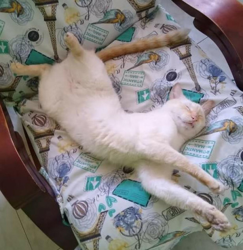 Copito