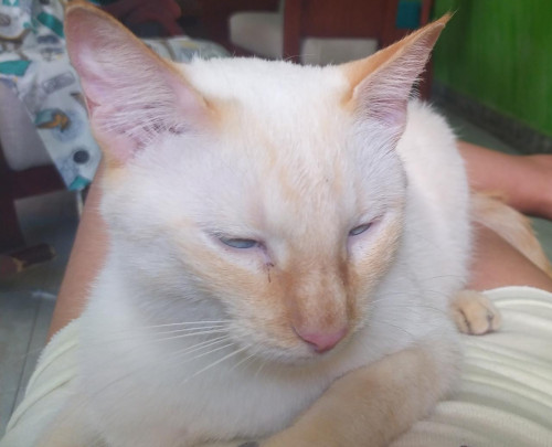 Copito