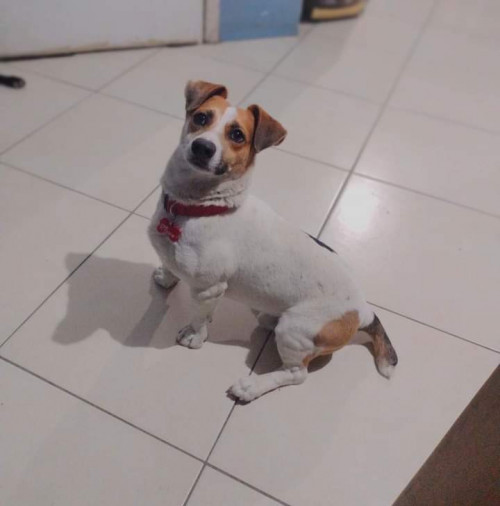 Milo