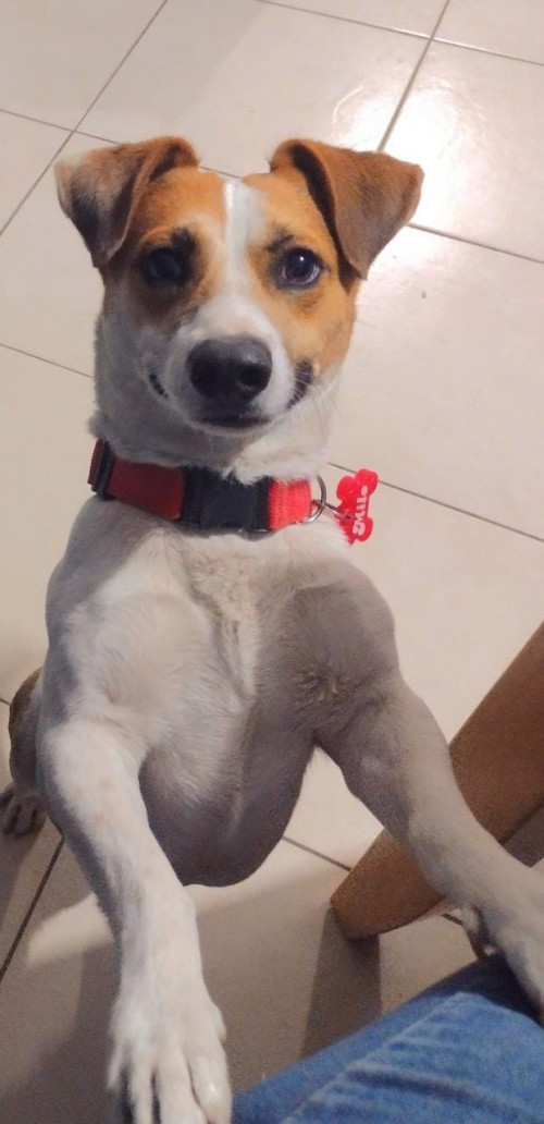Milo