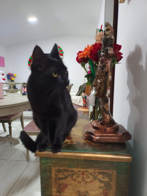 Gia