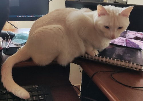 Luna