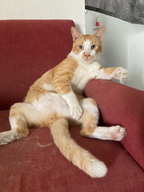Elias
