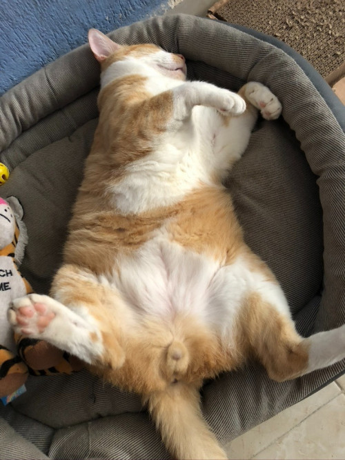 Elias