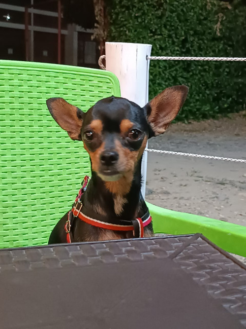Max