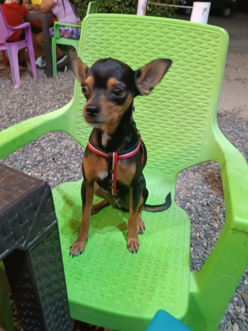 Max