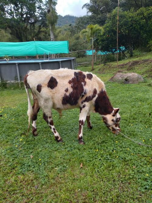 Uvito