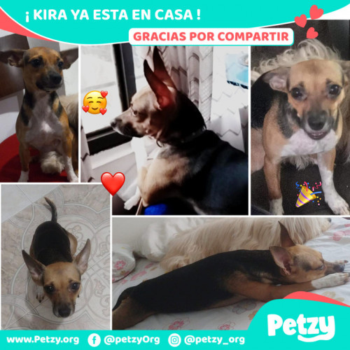 Foto de mascota Kira